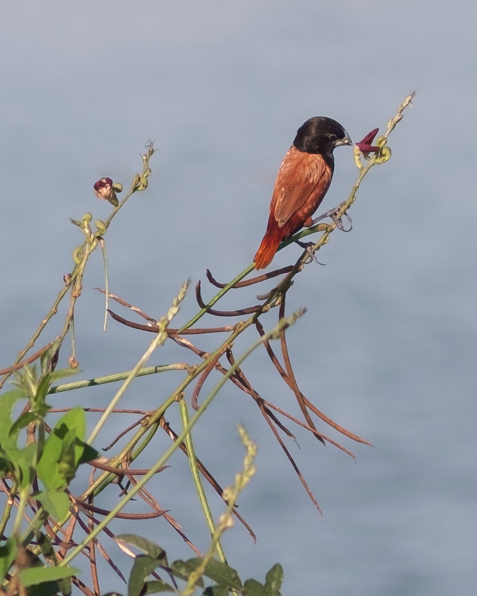 Chestnut Munia - ML643414223