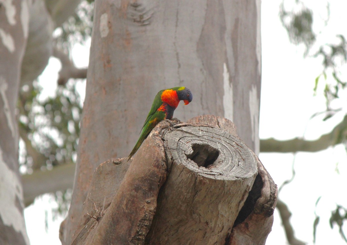 Rainbow Lorikeet - ML643414235