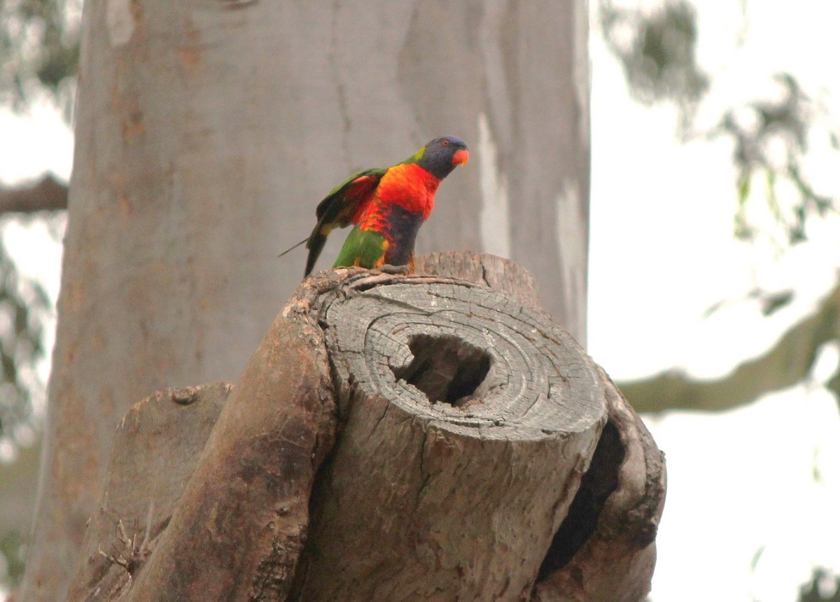 Rainbow Lorikeet - ML643414236