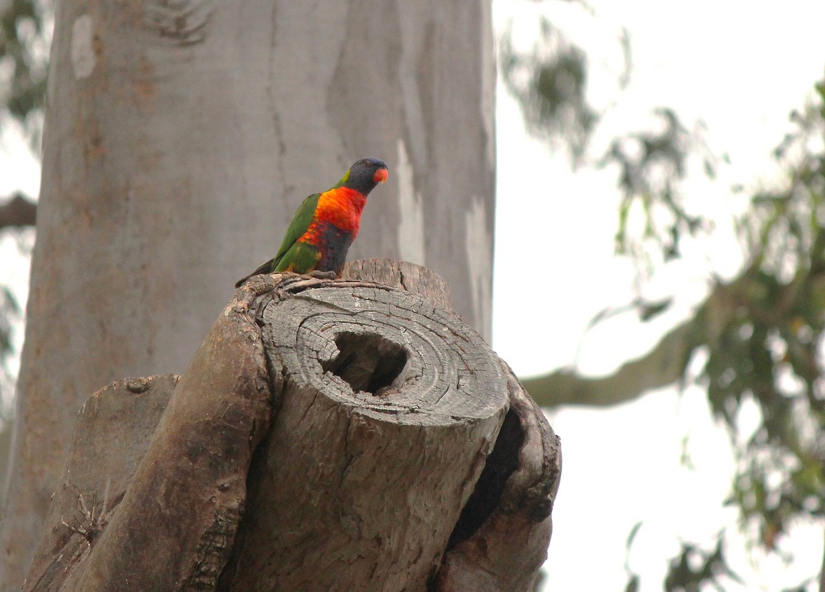 Rainbow Lorikeet - ML643414237
