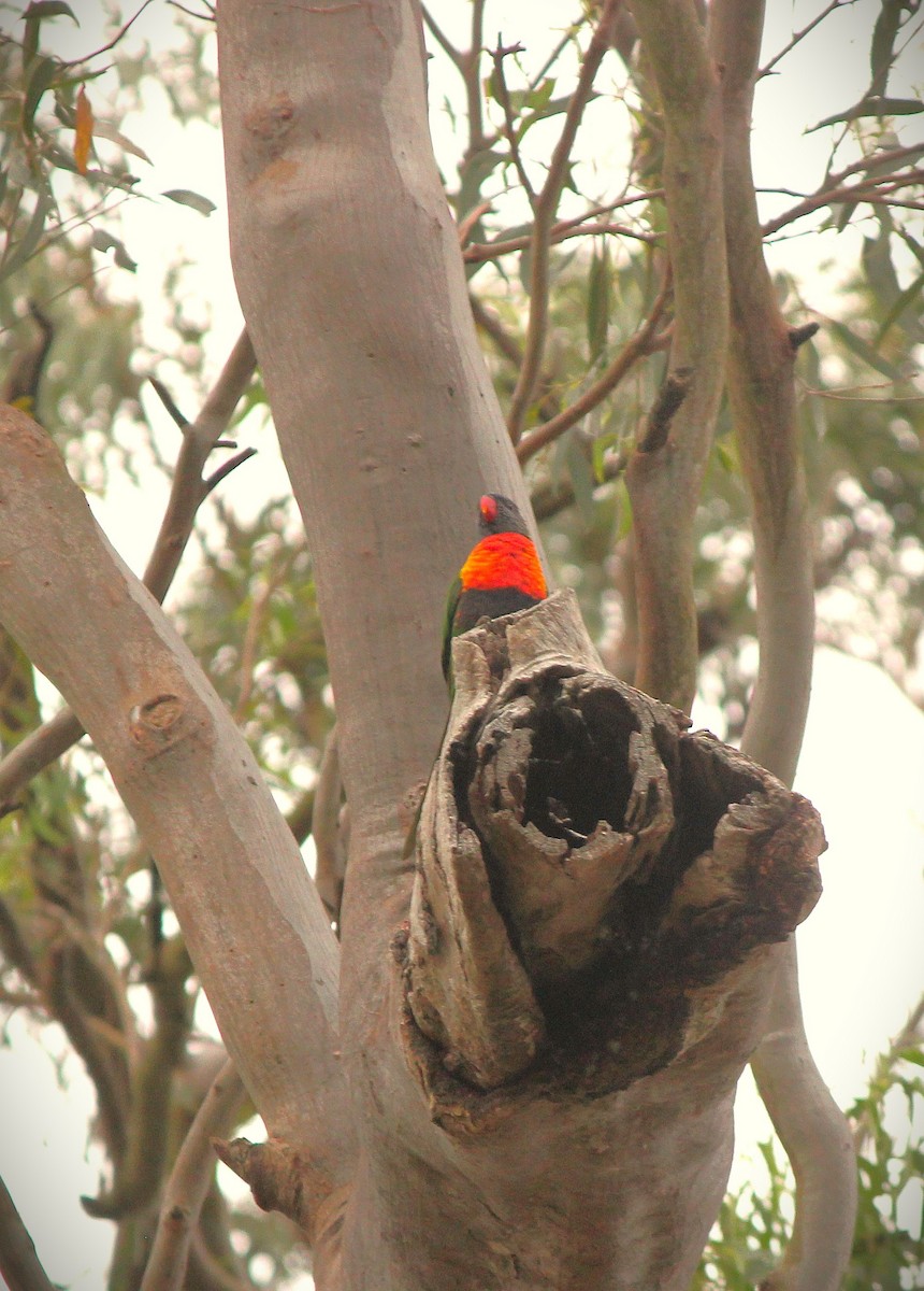 Rainbow Lorikeet - ML643414238