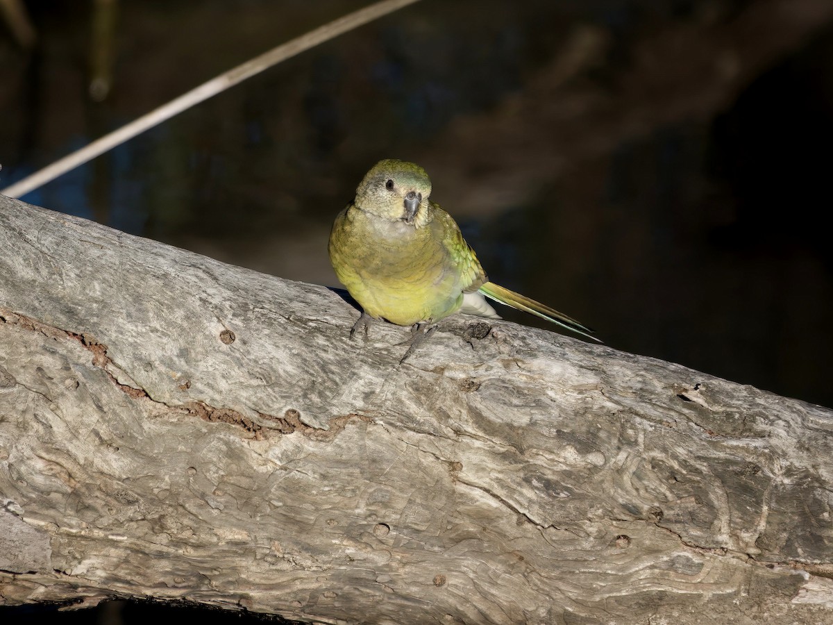 Red-rumped Parrot - ML643414242