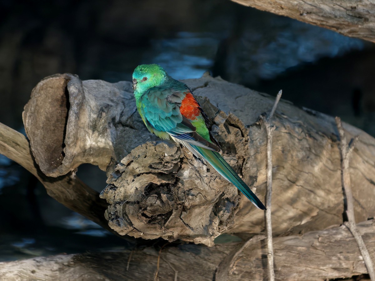 Red-rumped Parrot - ML643414243