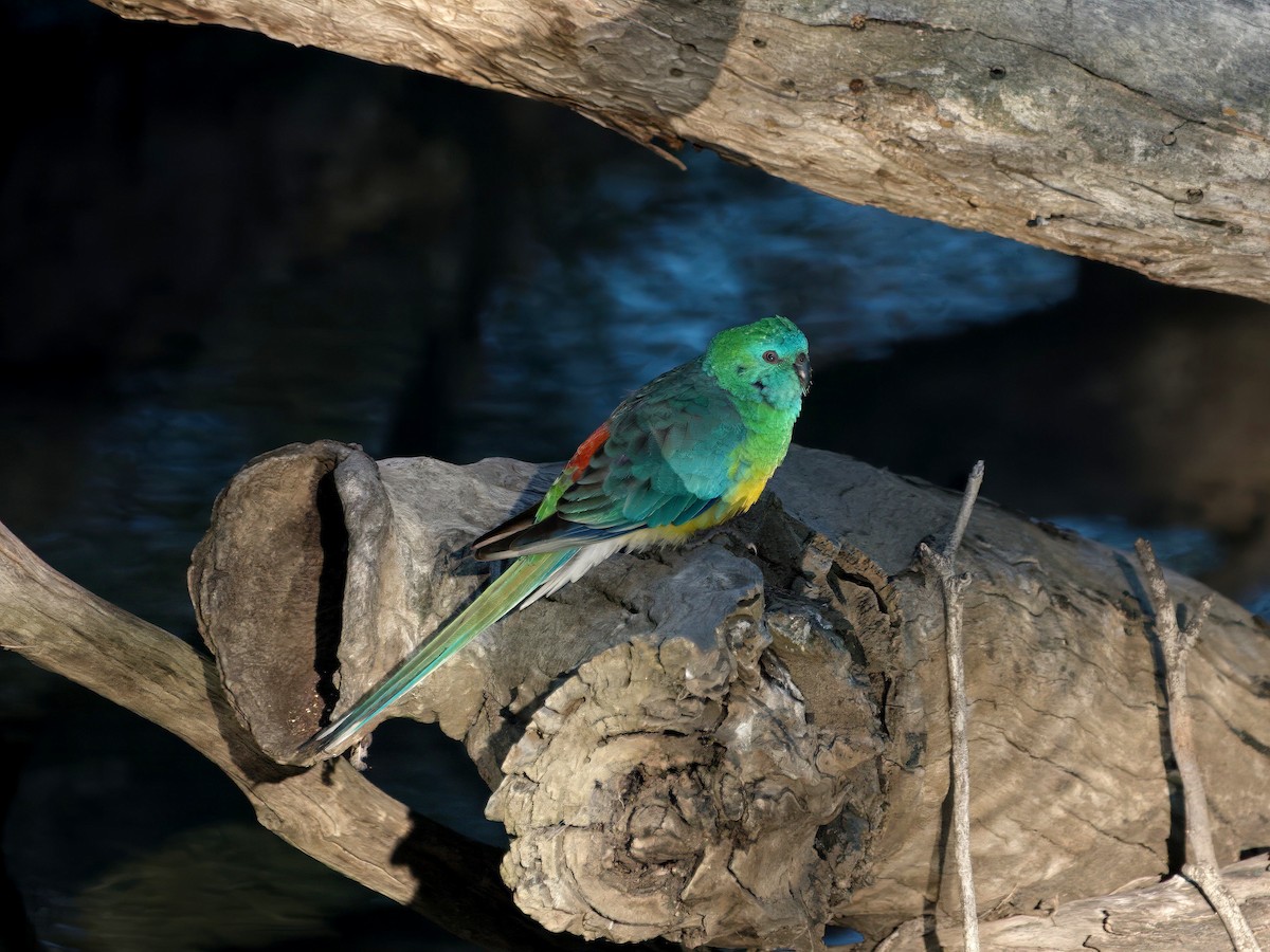 Red-rumped Parrot - ML643414244