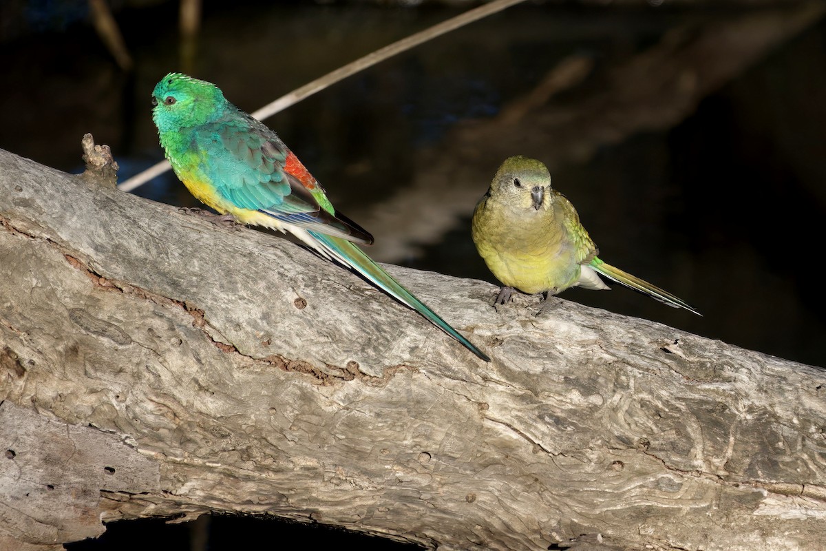 Red-rumped Parrot - ML643414245