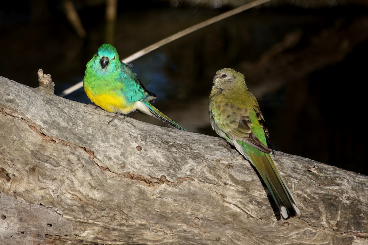 Red-rumped Parrot - ML643414246
