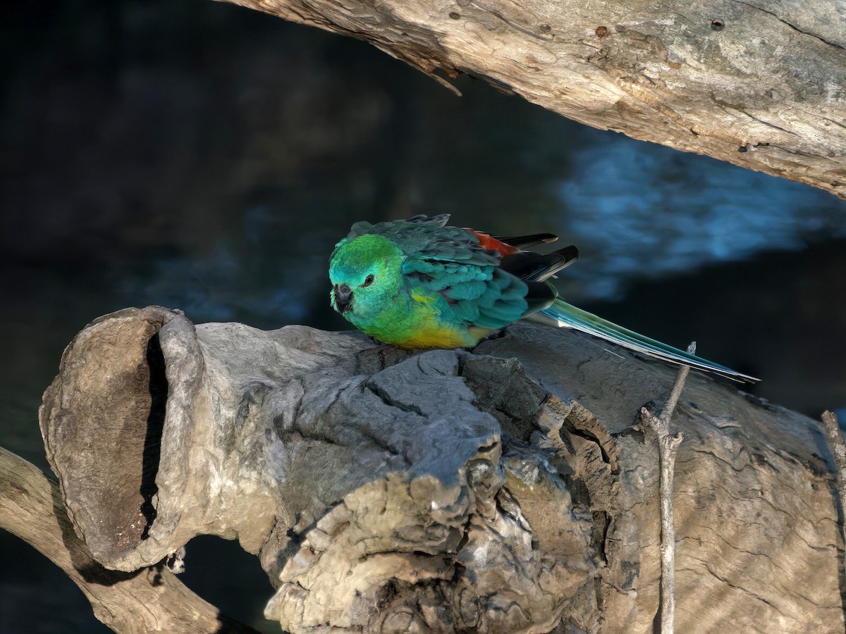 Red-rumped Parrot - ML643414247