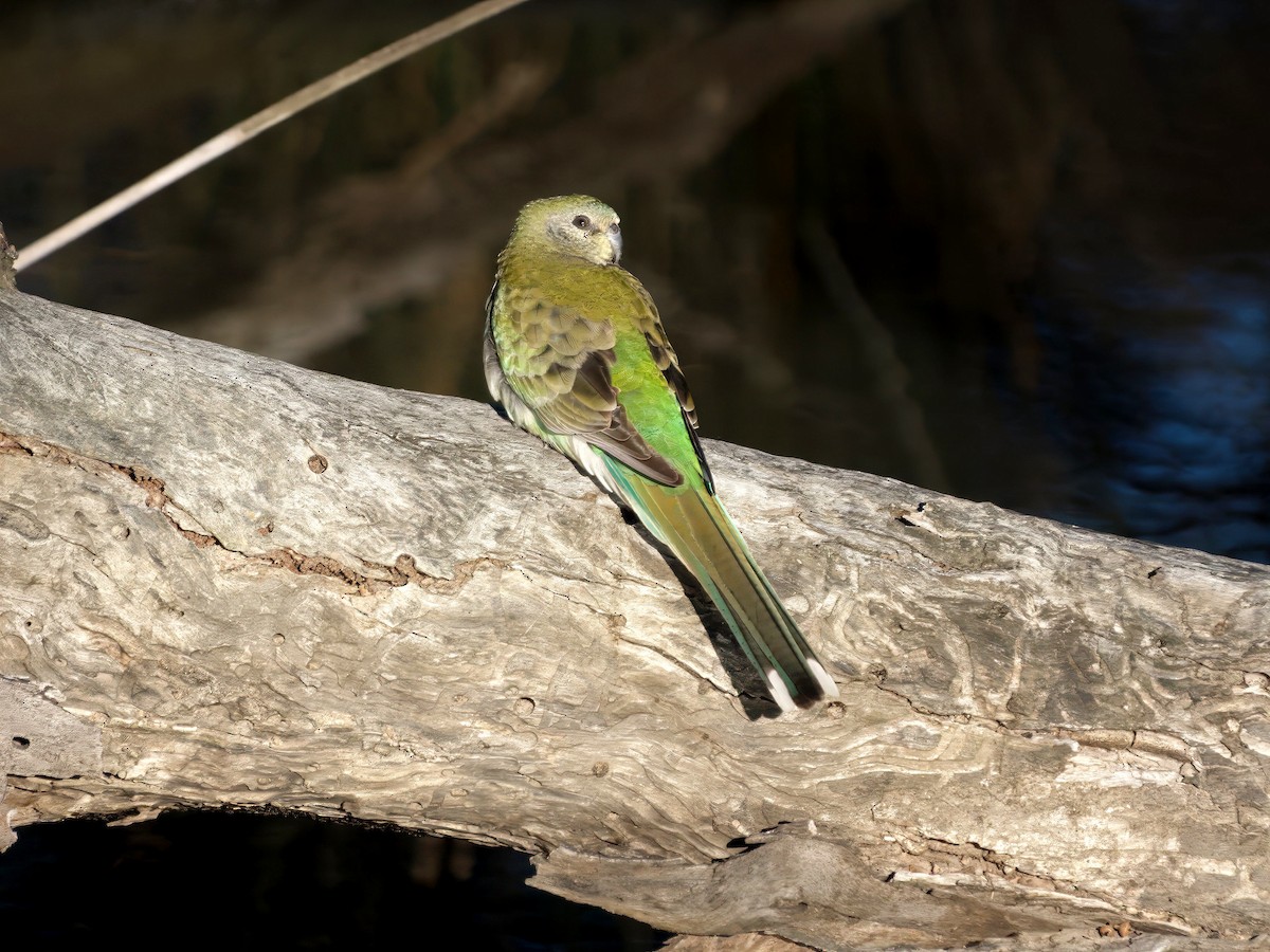 Red-rumped Parrot - ML643414248