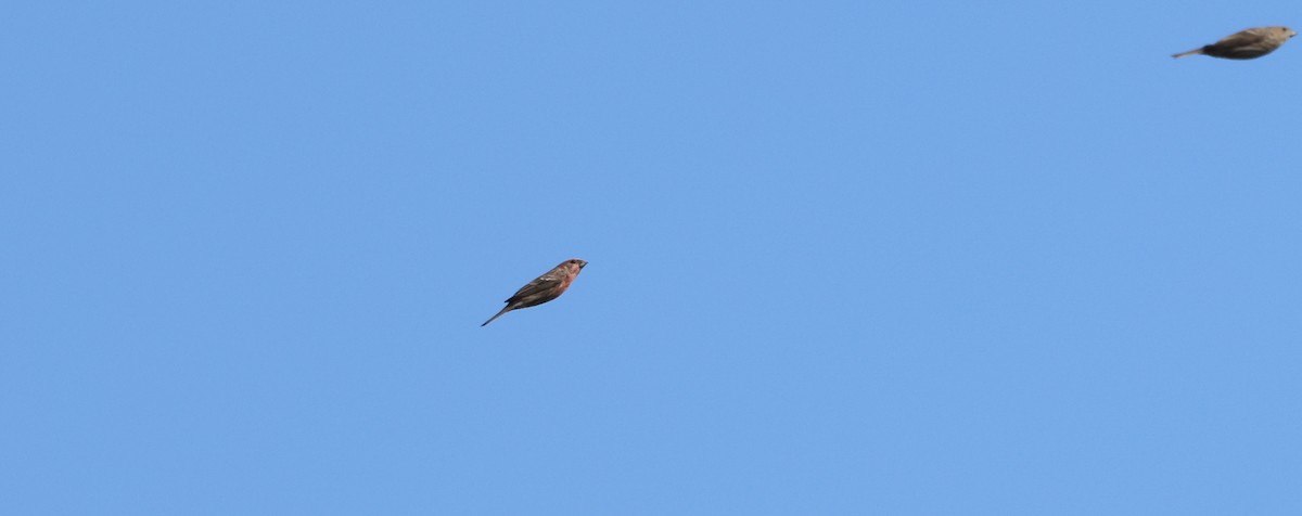House Finch - ML643414261