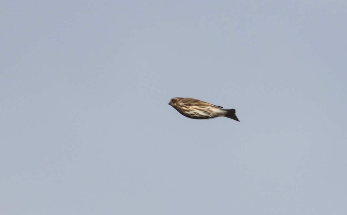 Purple Finch - ML643414264