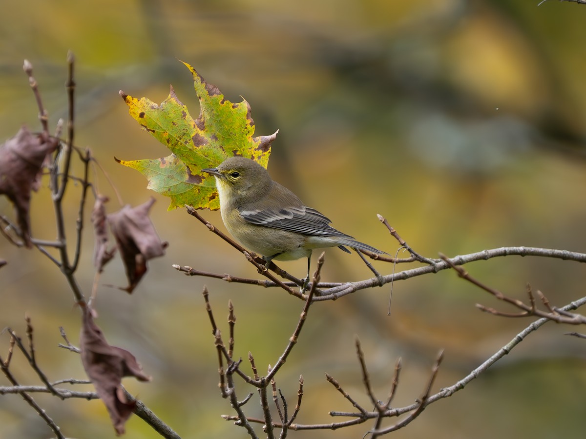 lesňáček borovicový - ML643414269
