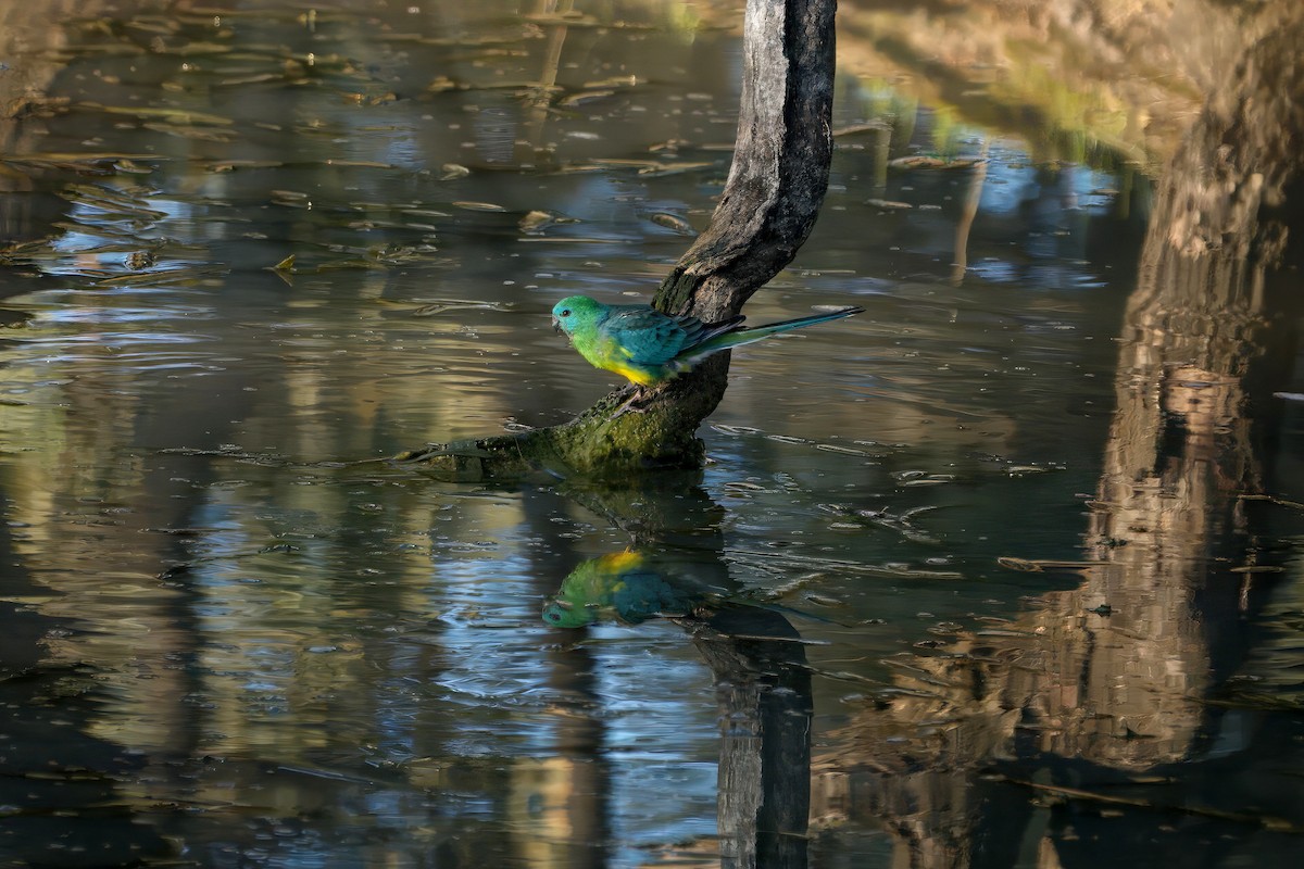 Red-rumped Parrot - ML643414273