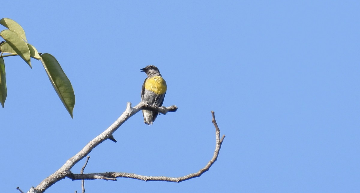 Bananaquit (Continental) - ML643414284