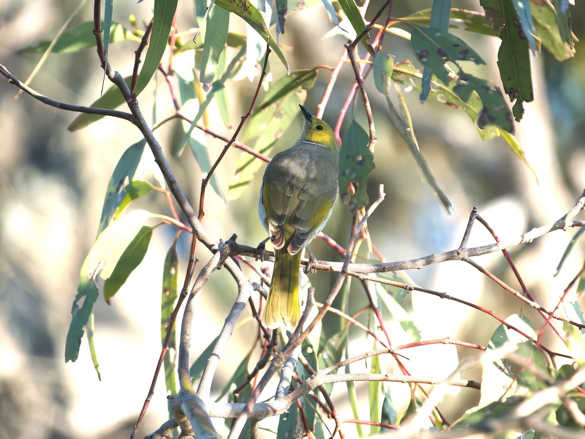 White-plumed Honeyeater - ML643414303
