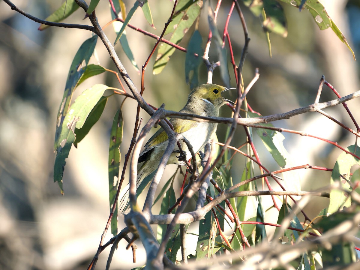 White-plumed Honeyeater - ML643414304