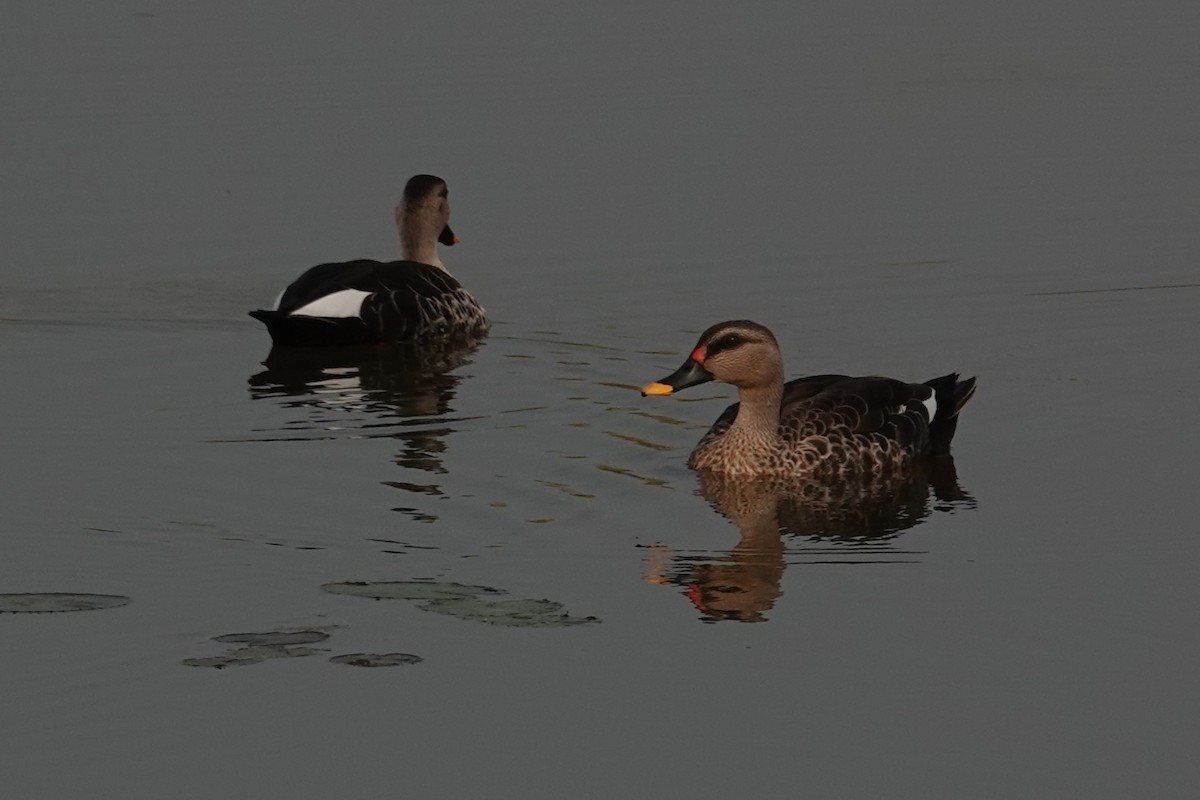 Indian Spot-billed Duck - ML643414308