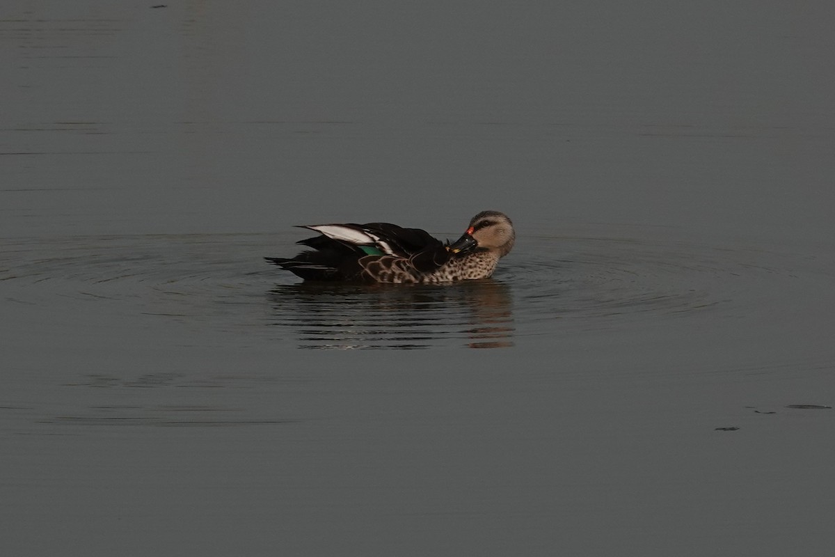 Indian Spot-billed Duck - ML643414309