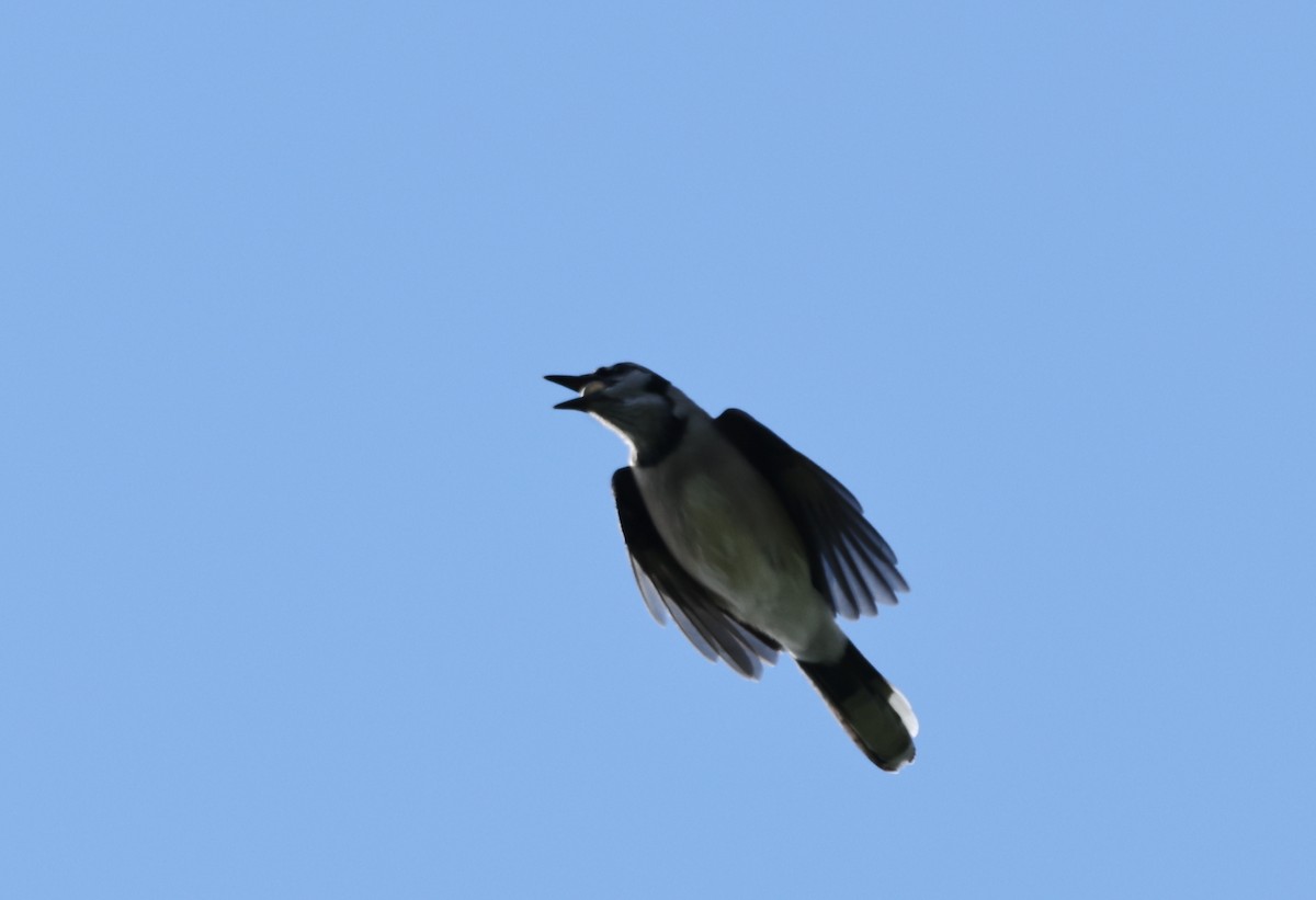 Blue Jay - ML643414310
