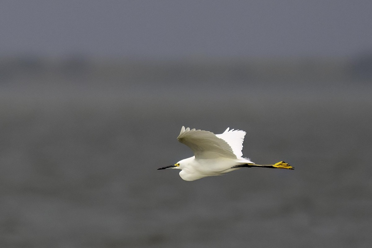Snowy Egret - ML643414313