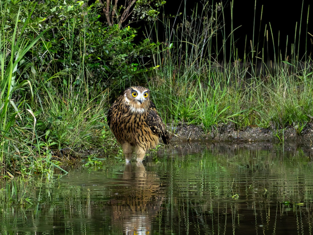 Grand-duc roux - ML643414314