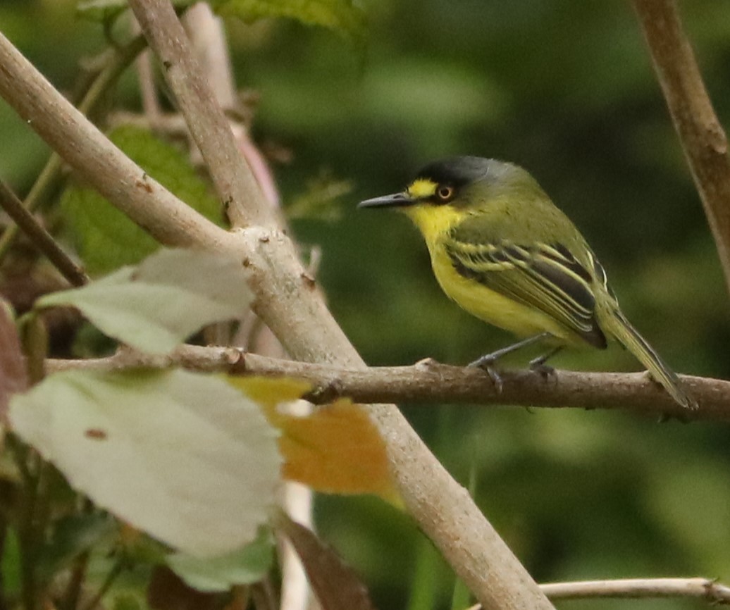 Titirijí Cabecigrís - ML643414315