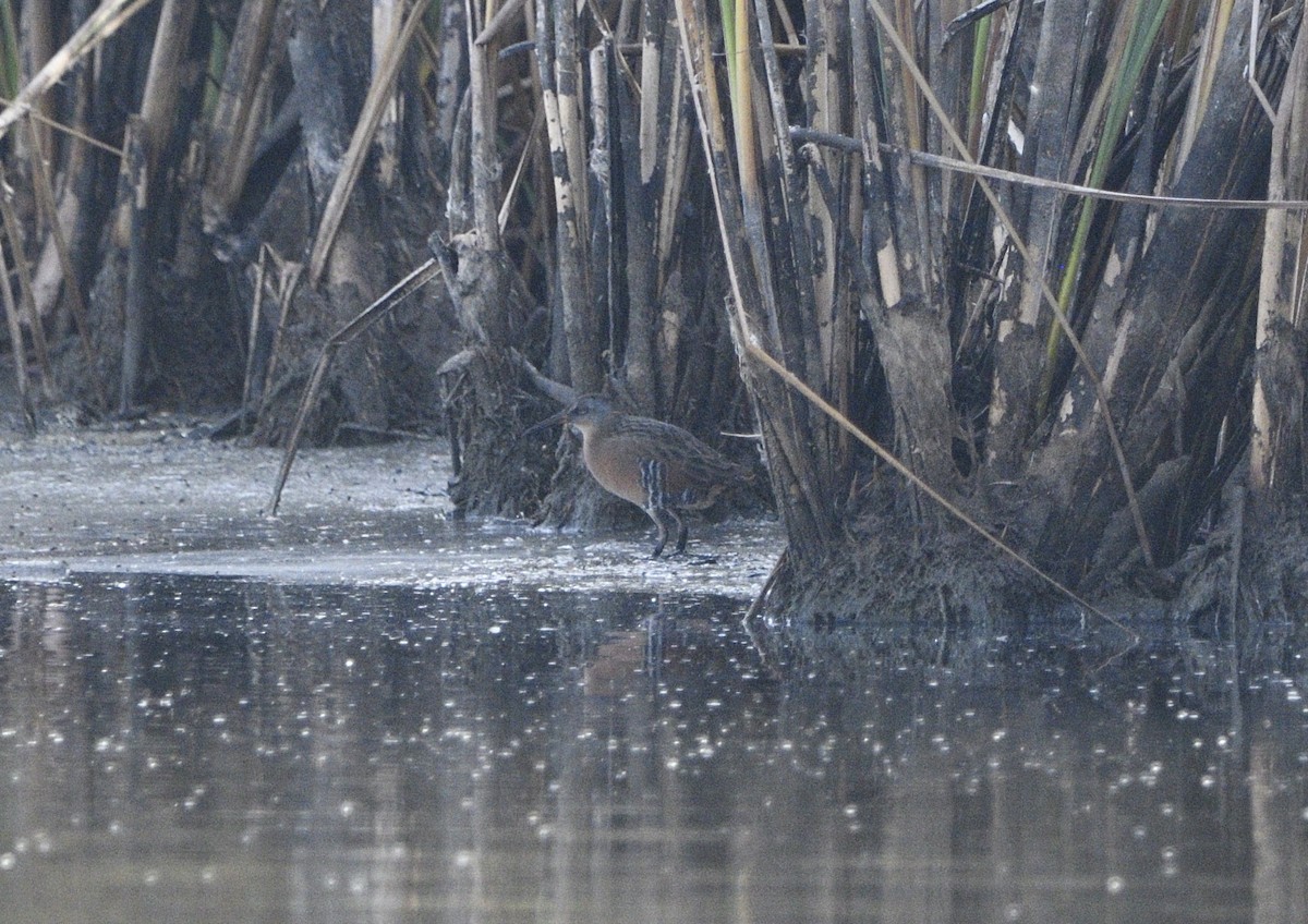 Virginia Rail - ML643414318
