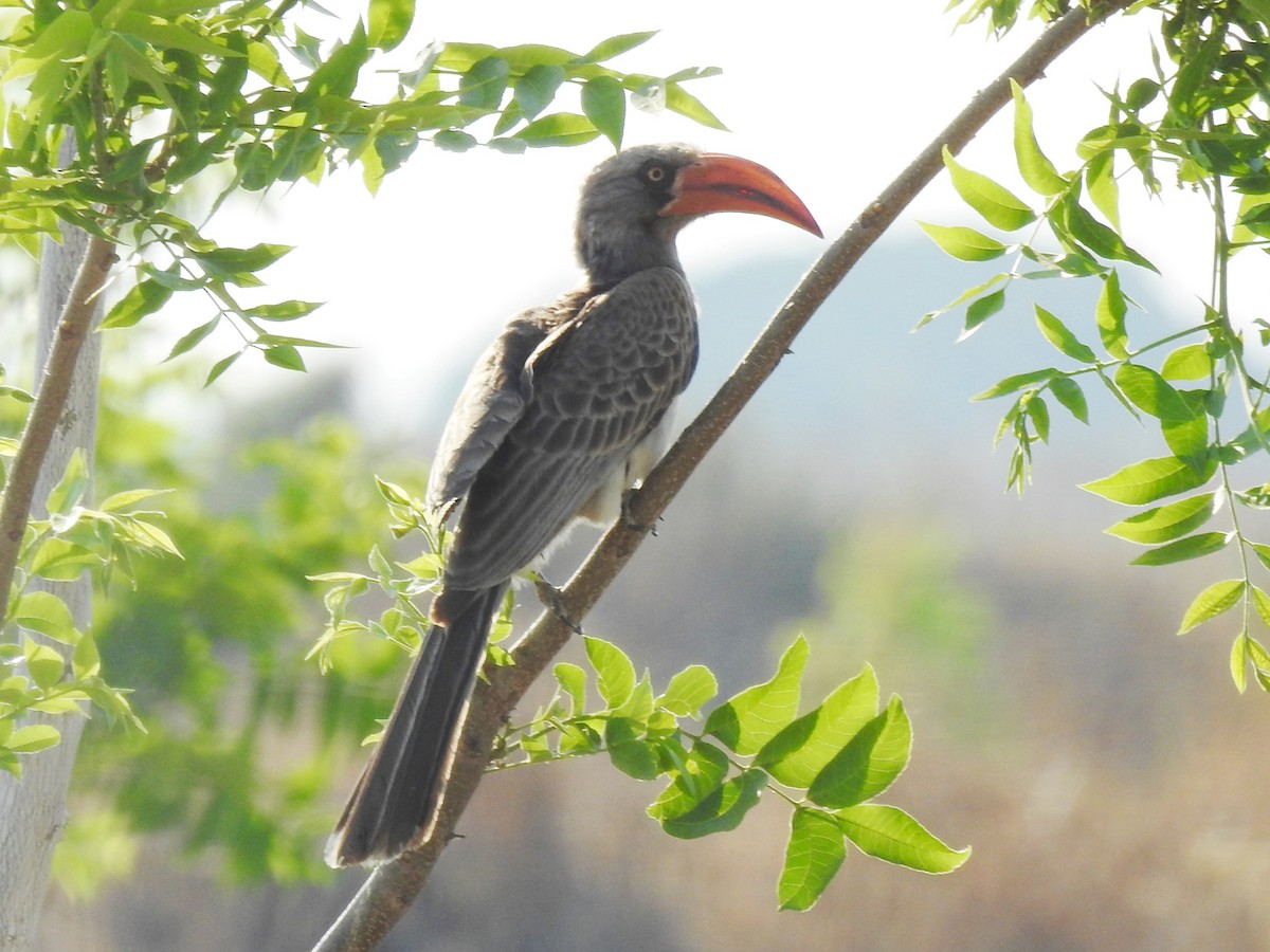 Bradfield's Hornbill - ML643414321