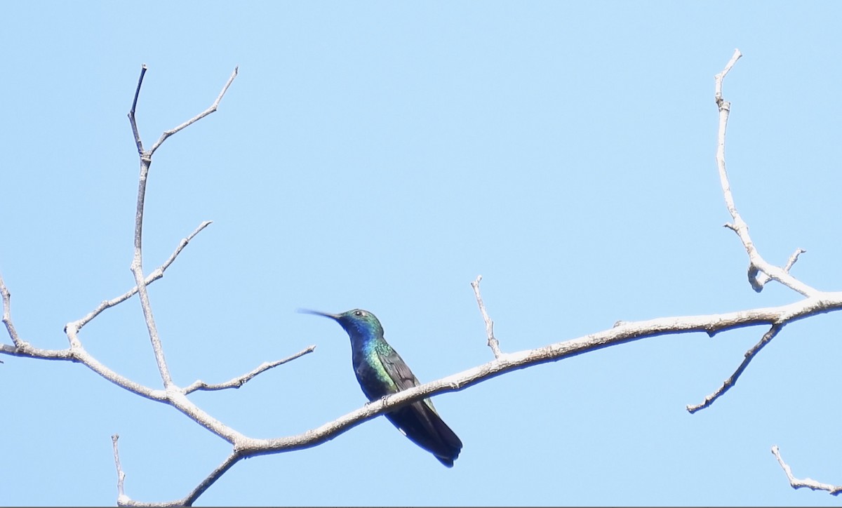Black-throated Mango (Black-throated) - ML643414324