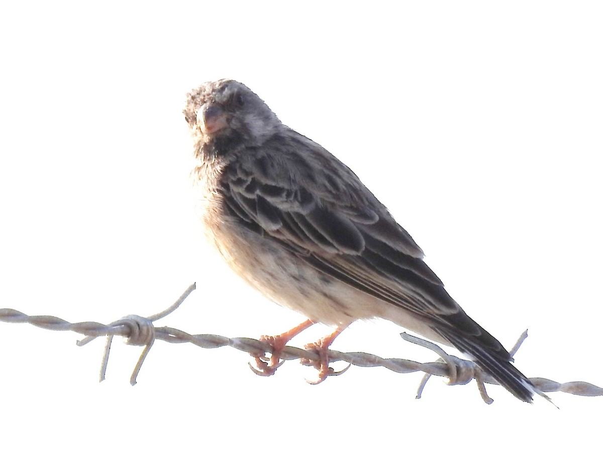 Black-throated Canary - ML643414325