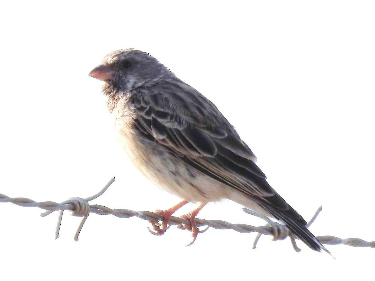 Black-throated Canary - ML643414326