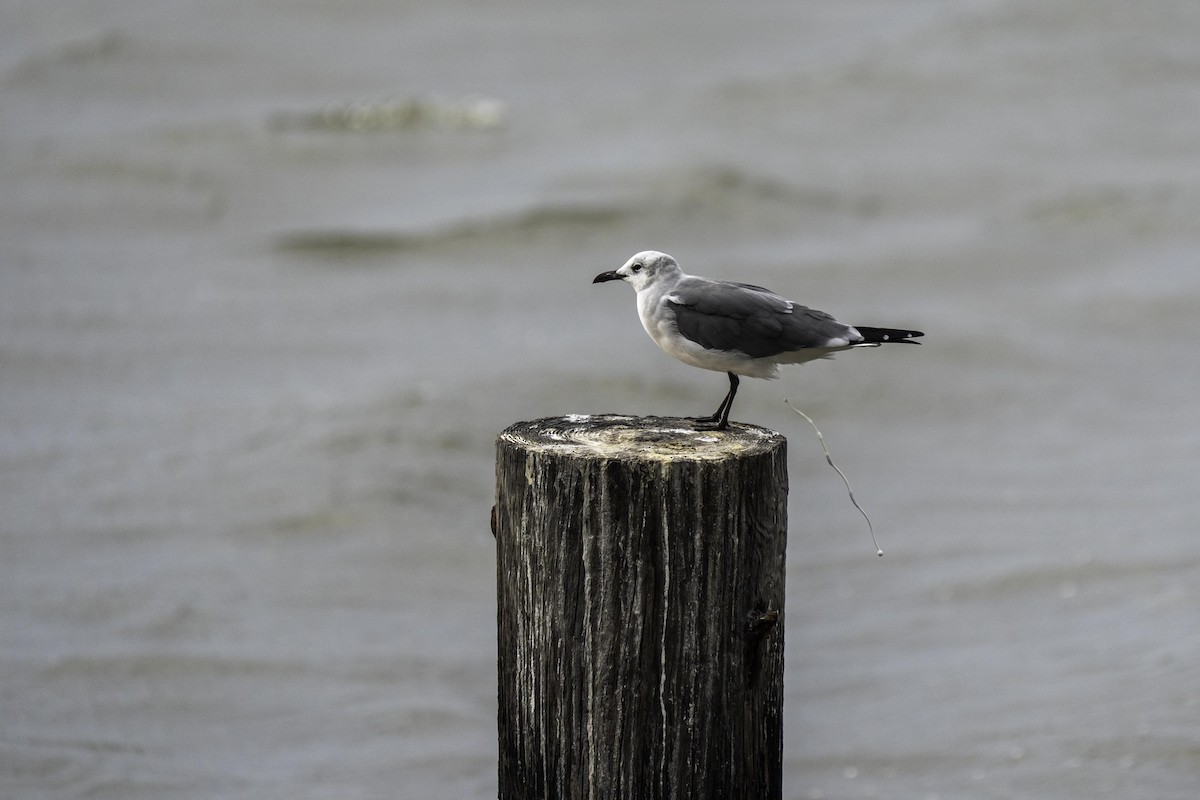 Laughing Gull - ML643414372