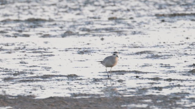 American Golden-Plover - ML643414374