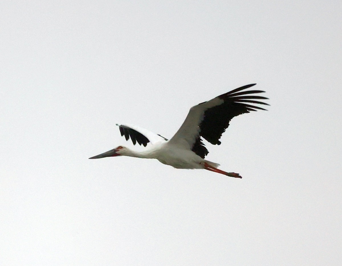 Oriental Stork - ML643414375
