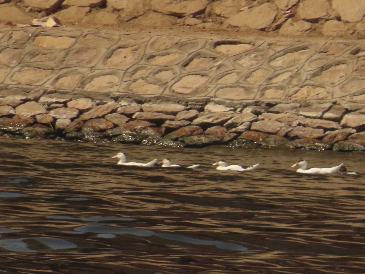 Muscovy Duck (Domestic type) - ML643414376