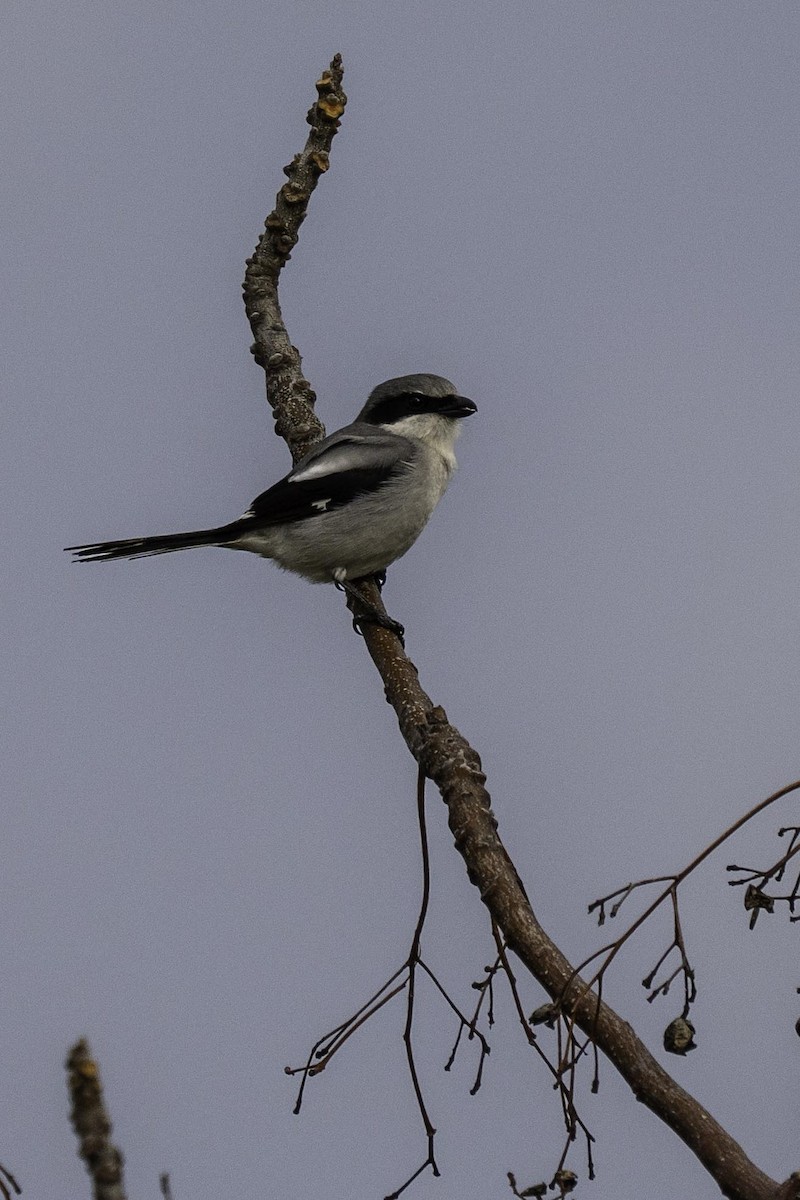 Loggerhead Shrike - ML643414425