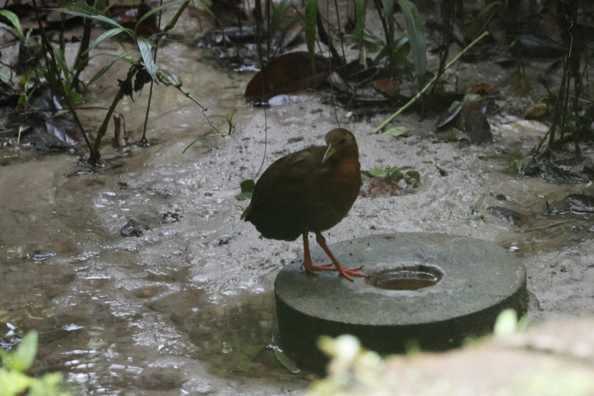 Uniform Crake - ML643414427