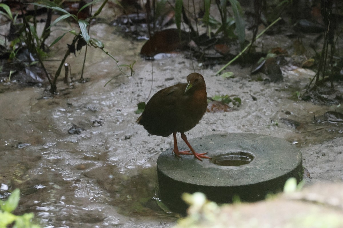 Uniform Crake - ML643414428
