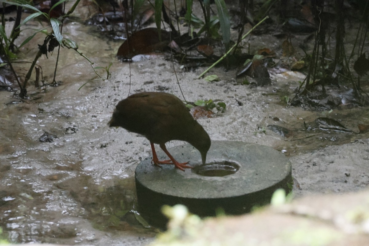 Uniform Crake - ML643414429