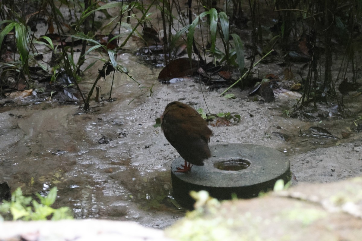 Uniform Crake - ML643414430