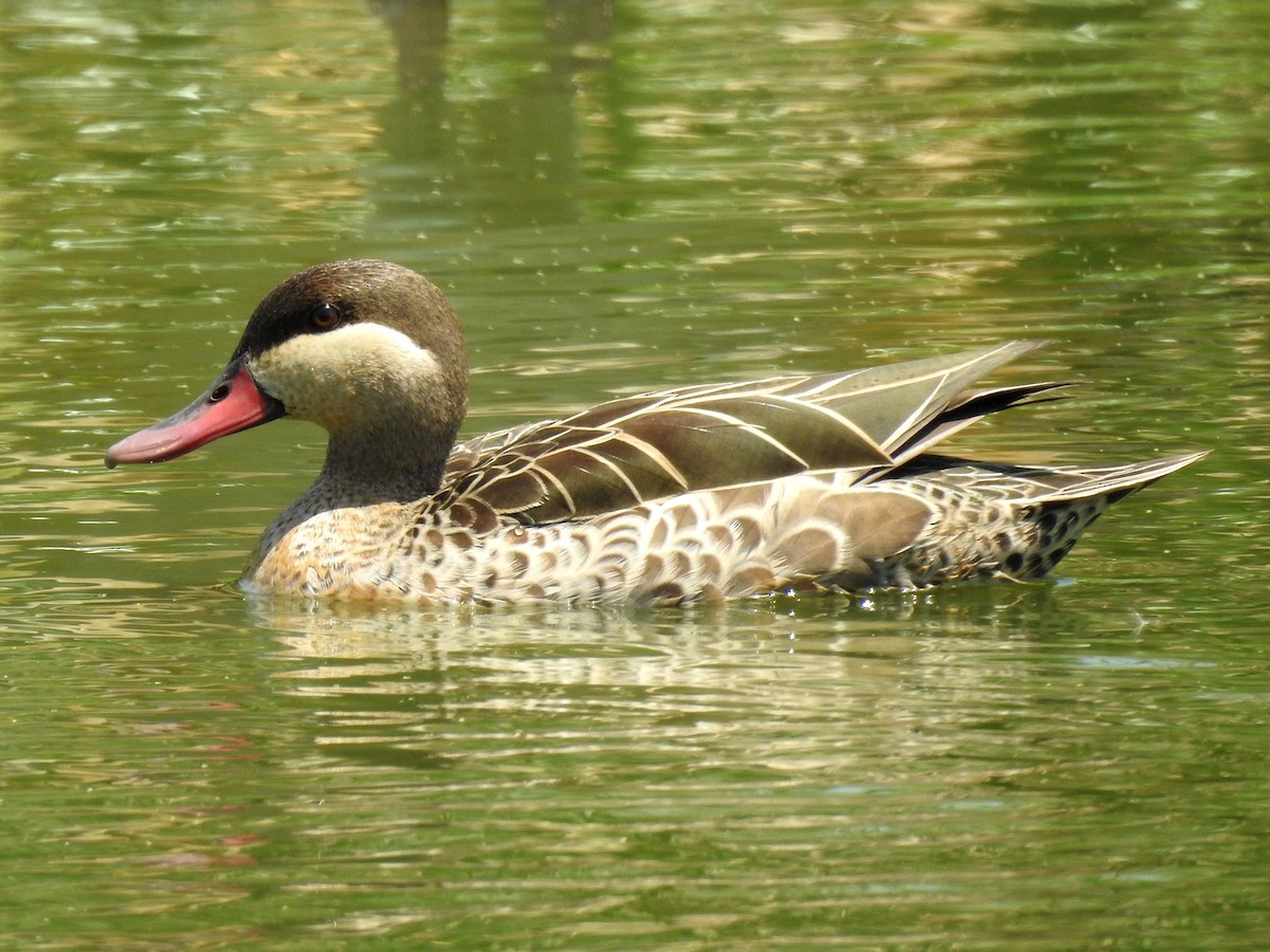 Red-billed Duck - ML643414441
