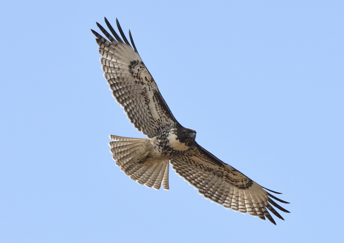 Rotschwanzbussard - ML643414445