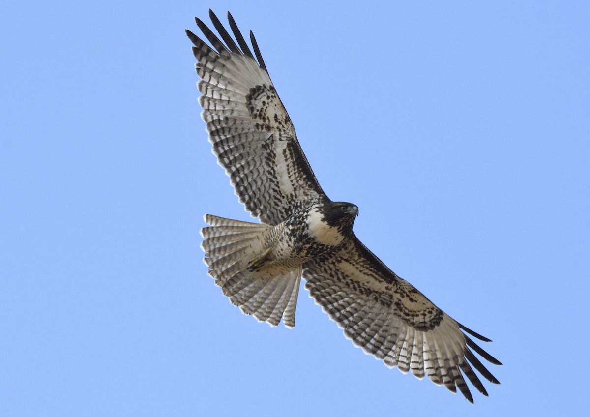 Rotschwanzbussard - ML643414446