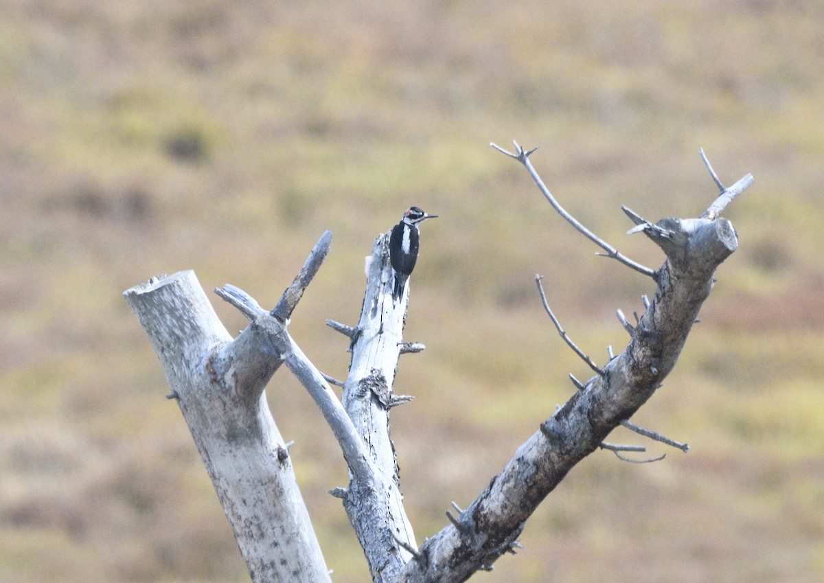 Haarspecht - ML643414461