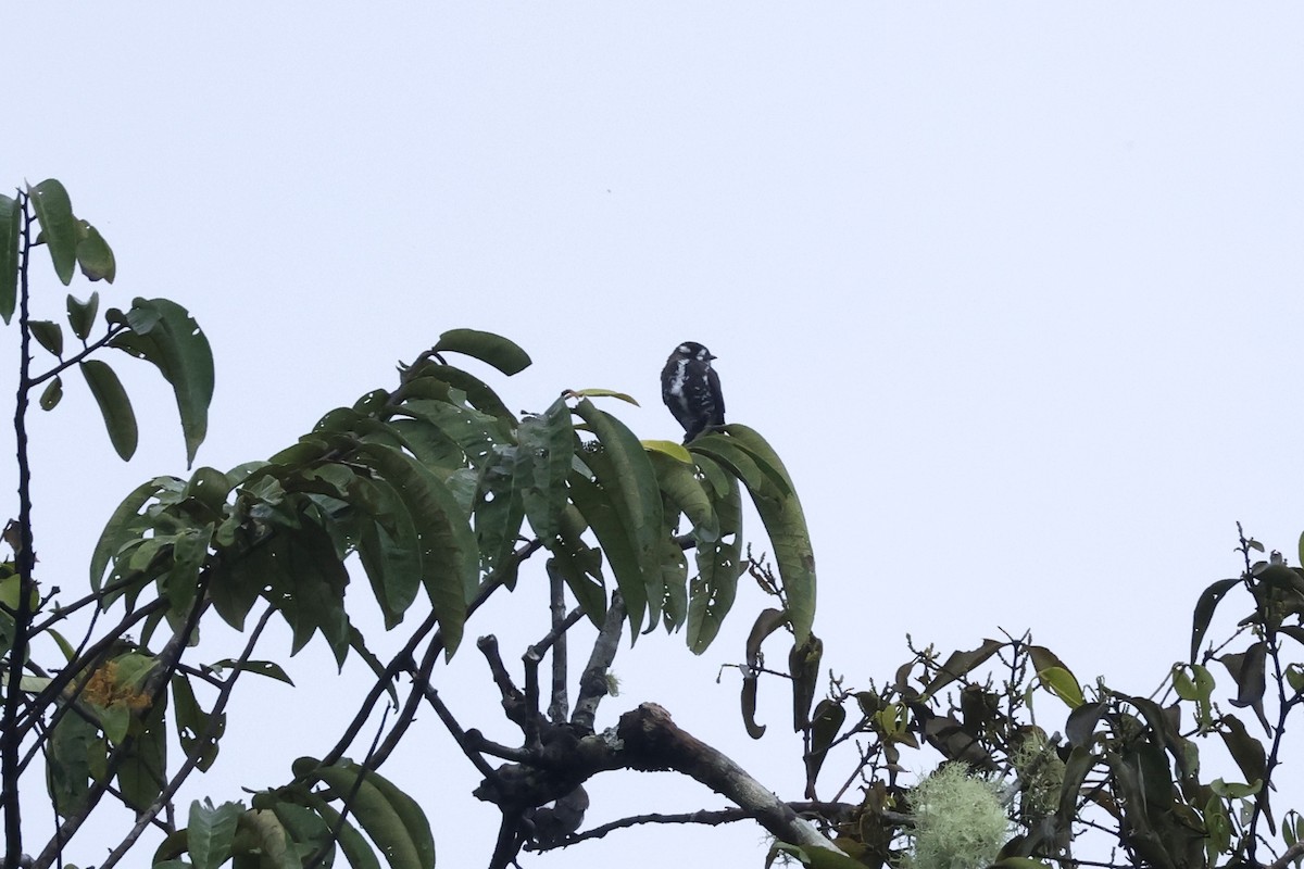 White-browed Purpletuft - ML643414464