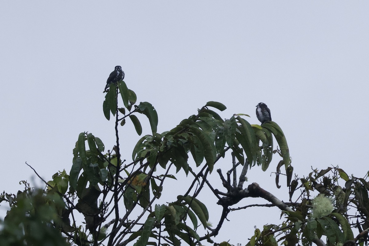 White-browed Purpletuft - ML643414465
