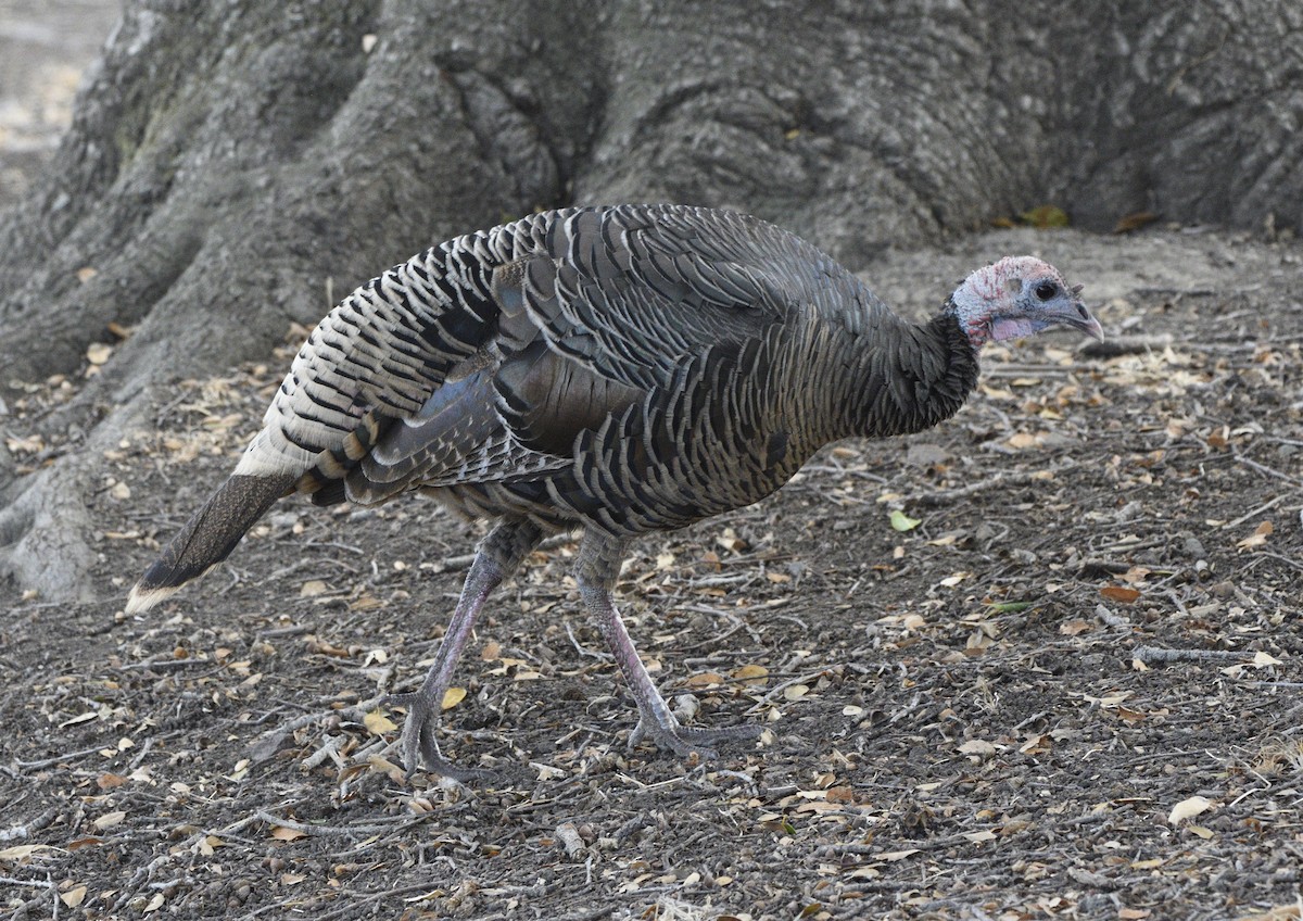 Truthuhn - ML643414469