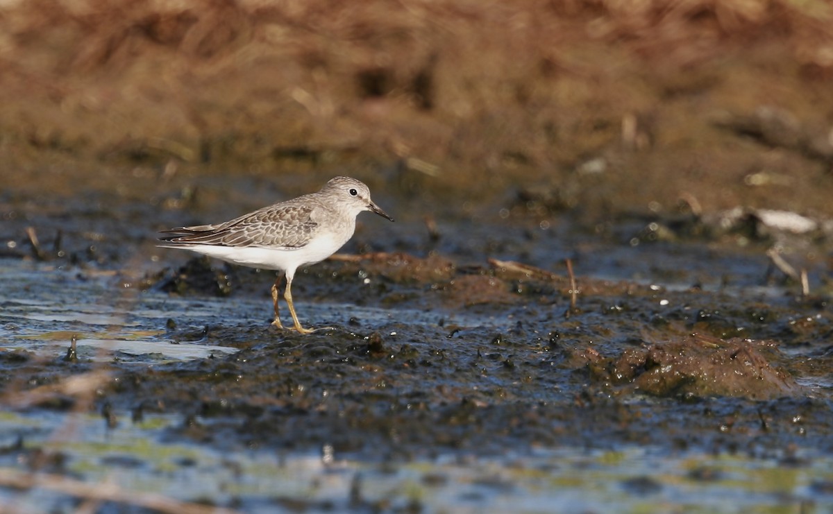 Темминкийн элсэг - ML643414470