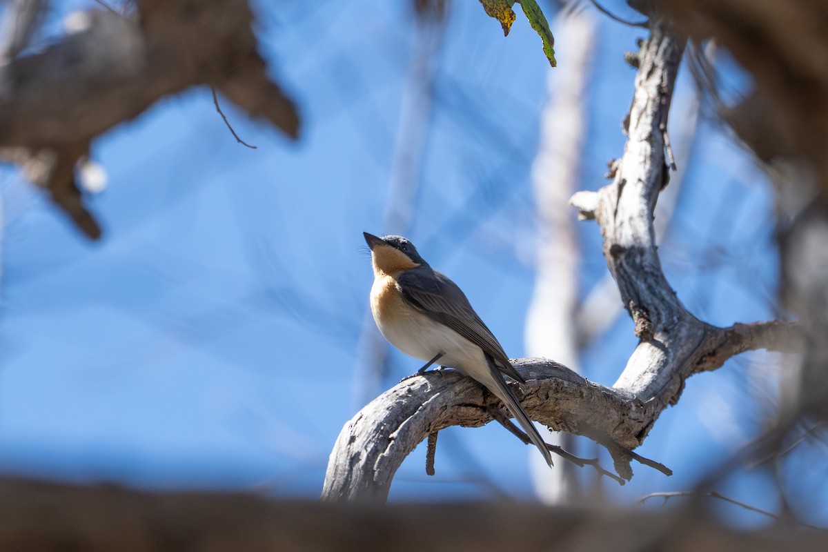 Leaden Flycatcher - ML643414471