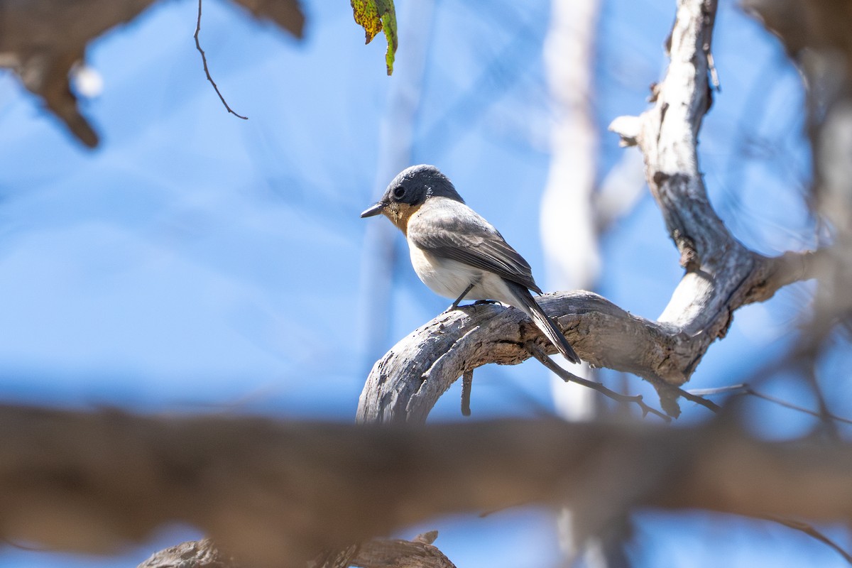 Leaden Flycatcher - ML643414472