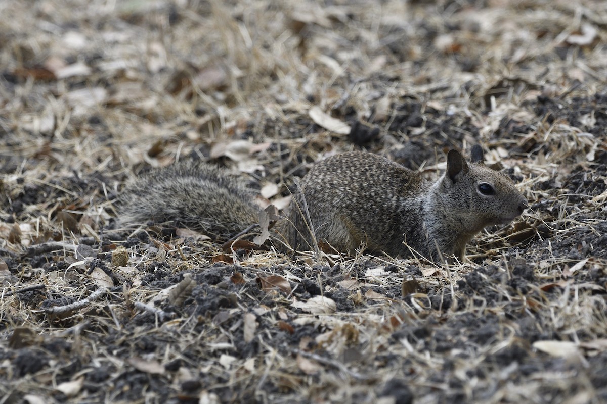 Kalifornischer Ziesel - ML643414473